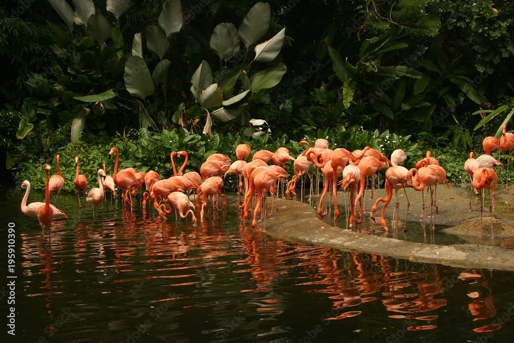 Fototapeta the group of exotic pink flamingo at the Singapore bird park