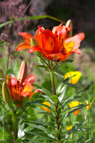 Orange lilies in a flowery garden