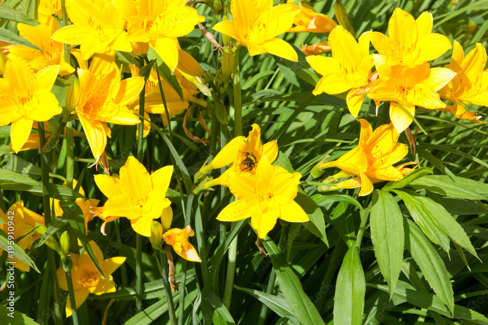 Obraz premium Yellow lilies in a flowery garden