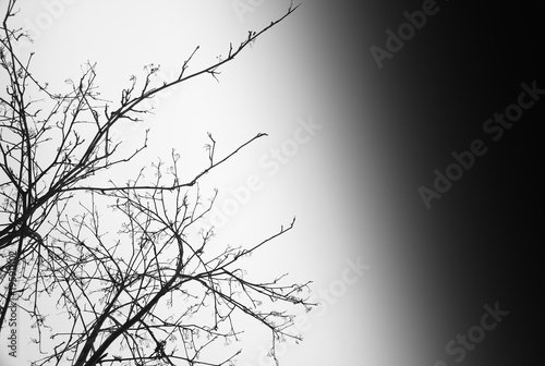 Left aligned tree branches empty background with dark sky