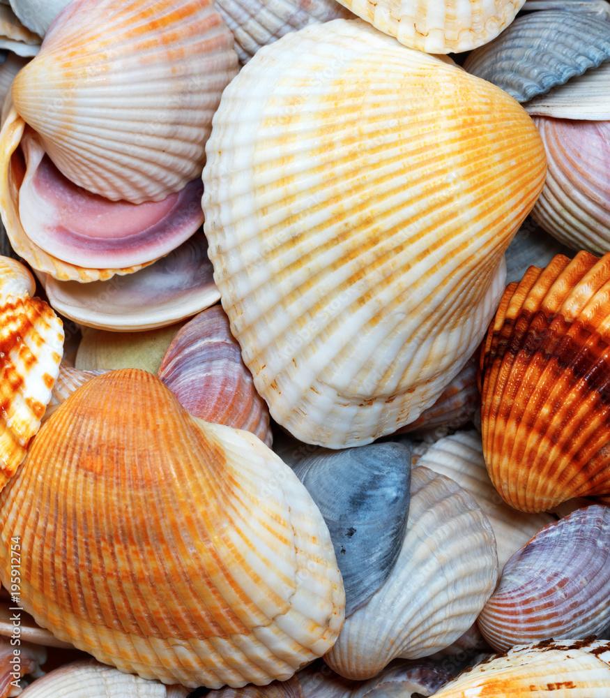 Shells of anadara at summer day