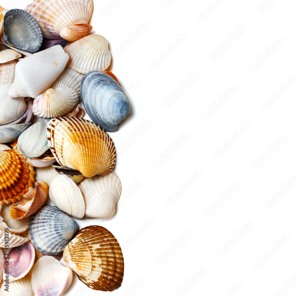 Seashells on white with copy space