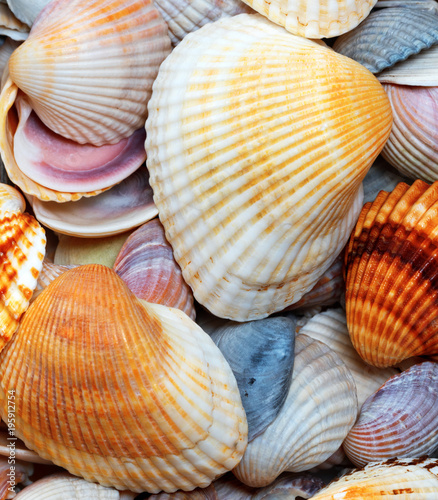 Tableau sur toile Shells of anadara at summer day