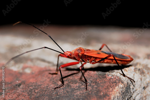 Red bug on Wall © Bihong Kollogov
