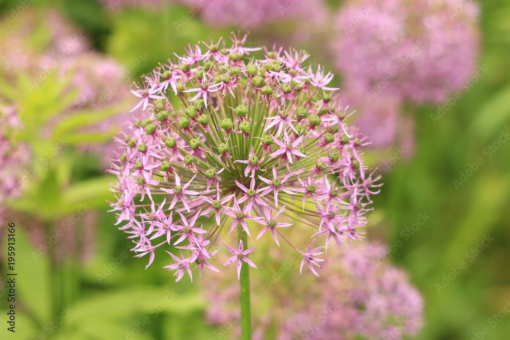 flowers Allium 'Pinball Wizard' Stock Photo Adobe Stock