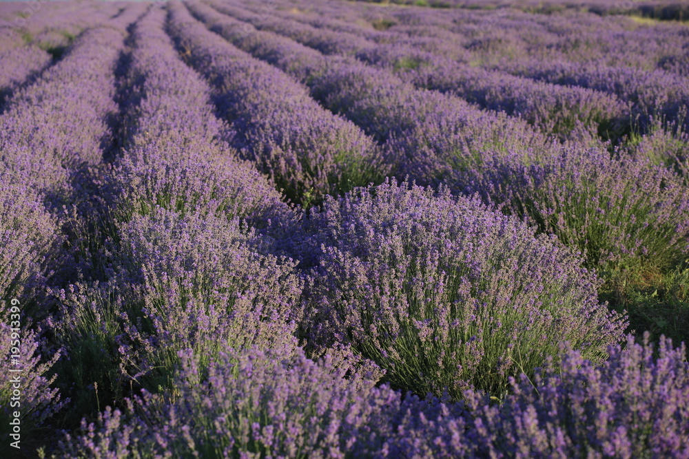 violet flowers of lavander at lavender field provence france violet flowers of lavander at lavender field provence france