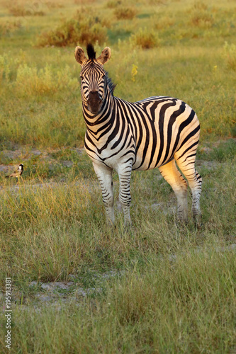 The plains zebra  Equus quagga  formerly Equus burchellii   also known as the common zebra or Burchell s zebra in the sun-drenched morning savannah. African herbivore - zebra in the morning light.