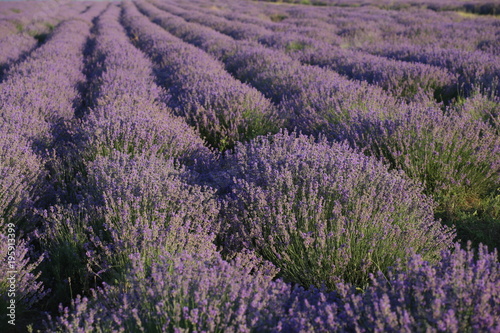 violet flowers of lavander at lavender field provence france