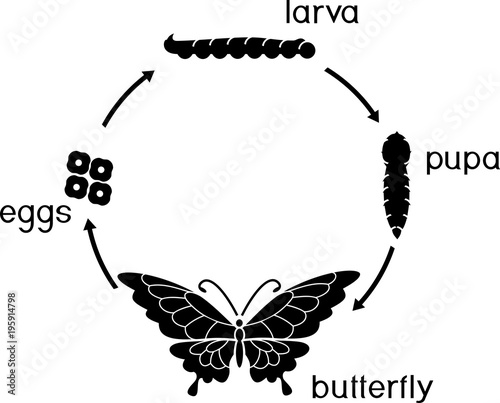 Life cycle of butterfly. Complete (holometabolous) metamorphosis with four distinct phases