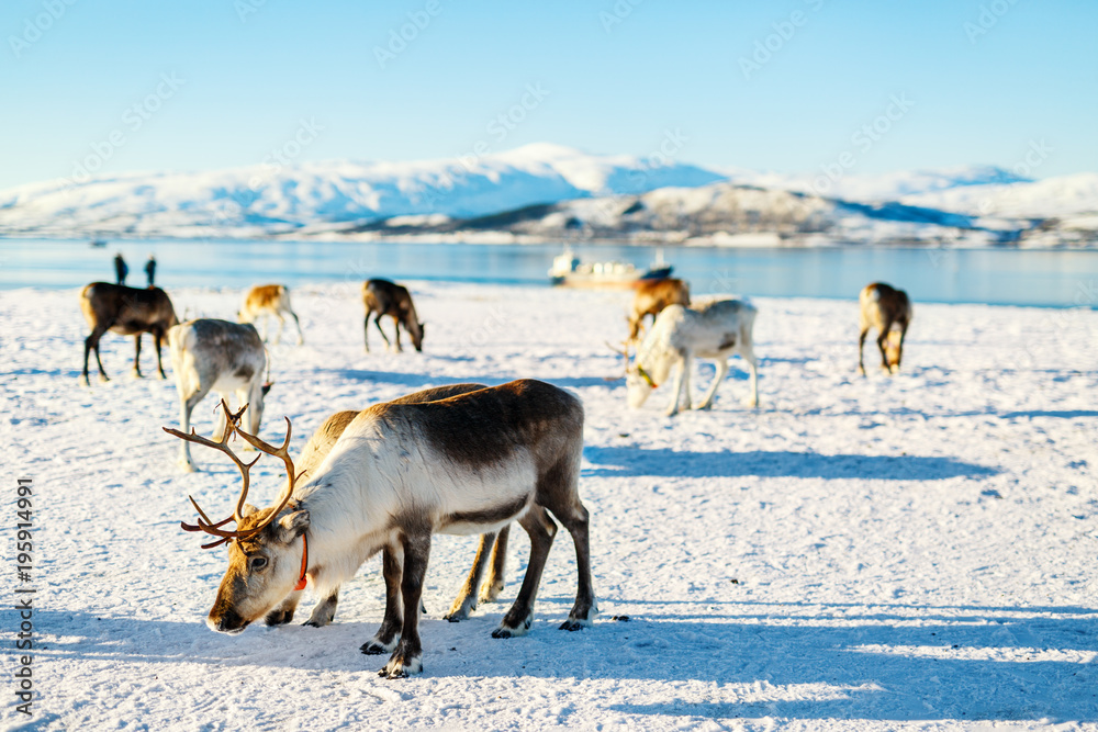 Naklejka premium Reindeer in Northern Norway