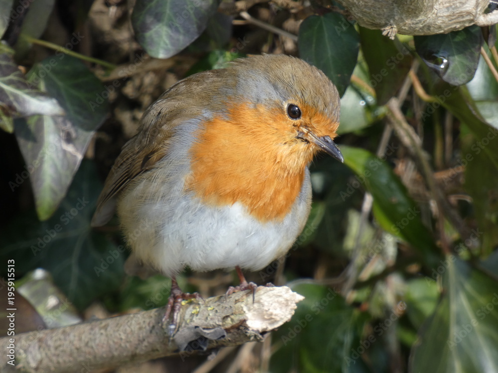 Robin Robin