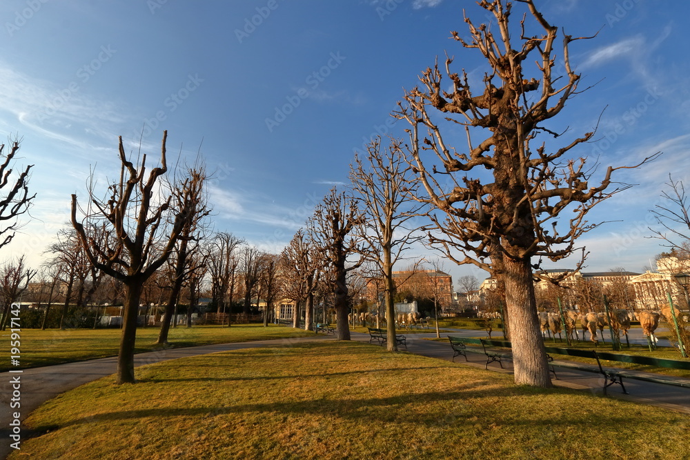 Fototapeta premium Park wczesną wiosną, starannie przycięte drzewa, piękne ciepłe światło słoneczne, parkowe alejki, puste, ławki, trawniki, błękitne czyste niebo