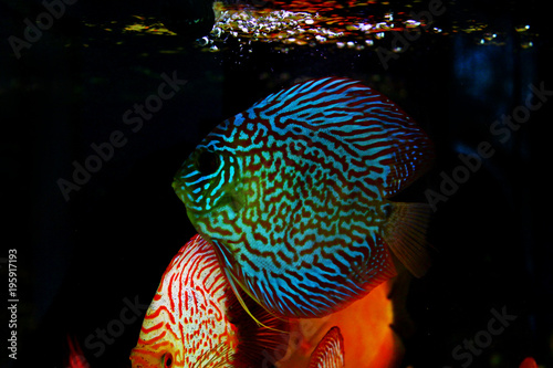 Discus fish in aquarium