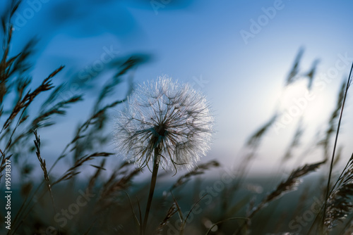 Fototapeta Naklejka Na Ścianę i Meble -  Dandelion closeup against moon and sky during at night