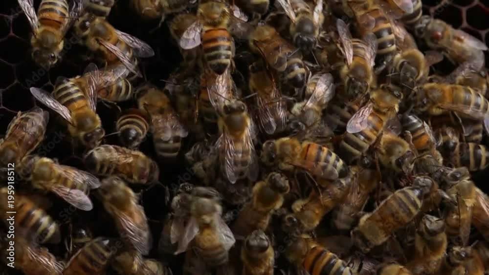 Bees in a Beehive - close up shot Bees in a Beehive - close up shot