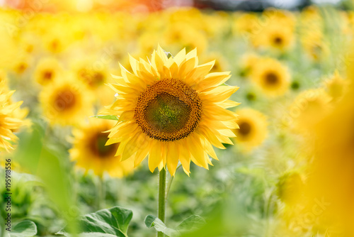 A blossoming sunflower flower close-up