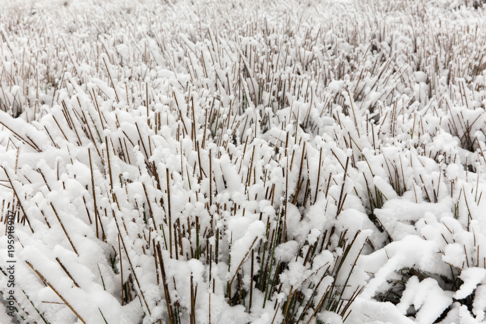 Naklejka premium Snow in the Farm, Mazandaran, Iran