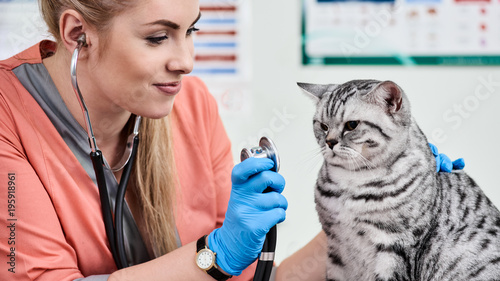 Veterinarian doctor with stethoscope checking cat in vet clinic