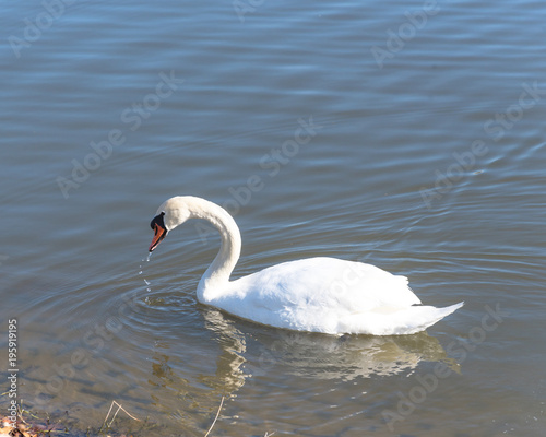 Close-up a large Mute Swan drinking at Josey Ranch Lake in Carrollton, Texas, USA. This waterfowl has heavy bodies, short legs, and a long slender neck habitually held in a graceful S photo