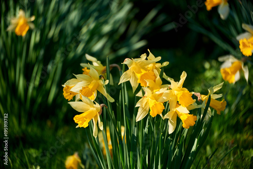 Fototapeta Naklejka Na Ścianę i Meble -  beauty blossoms of easter narcissus