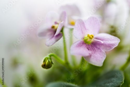 Delicate flowers of violets. Flowers of saintpolia.   frican violet