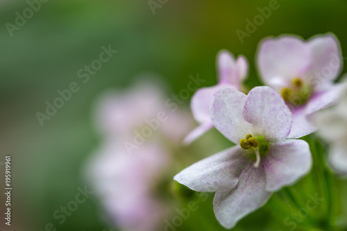 Delicate flowers of violets. Flowers of saintpolia. Аfrican violet