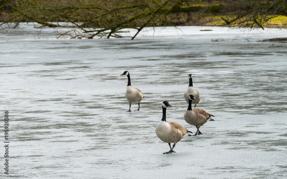 Kanadagänse auf zugefrorenem Duzendteich Nürnberg