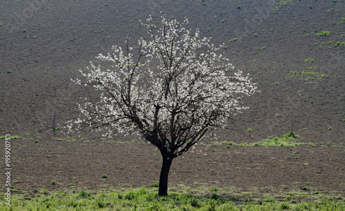 primavera in arrivo mandorlo in fiore photo