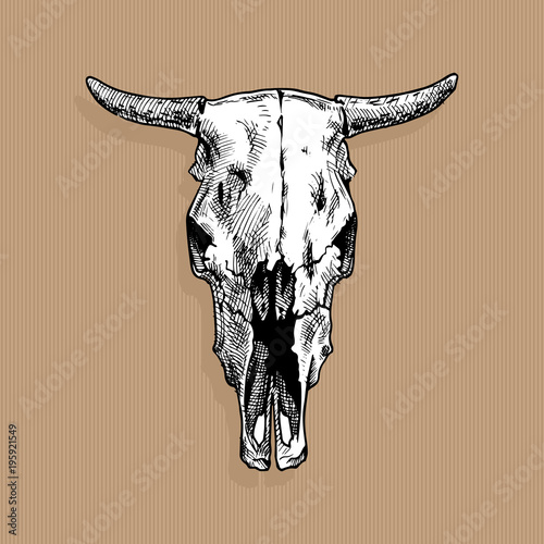 illustration of bull skull
