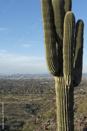 Saguaro cactus in located in the foothills of South Mountain Park near Phoenix, Arizona