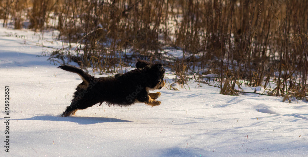 small cavaliers running through snowy field at frozen day small cavaliers running through snowy field at frozen day