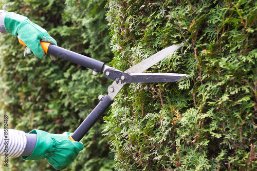 Gardener is trimming a hedge. Cutting the hedge with garden shears. 