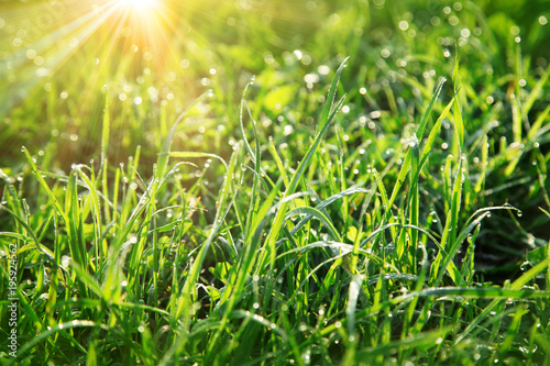 Gras im Frühling