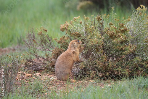 Utah Prairie Dog - Bryce Canyon National Park photo