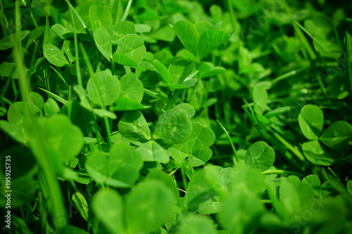 Green clovers leaf