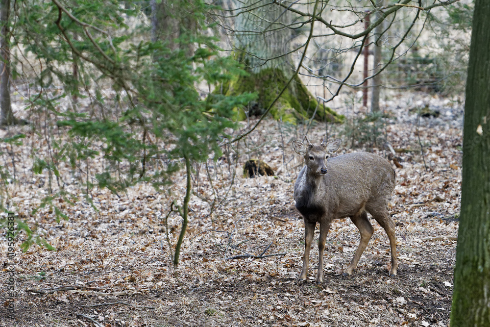 A Manchurian Sika Deer (Cervus nippon mantchuricus or Cervus nippon dybowskii) A Manchurian Sika Deer (Cervus nippon mantchuricus or Cervus nippon dybowskii)