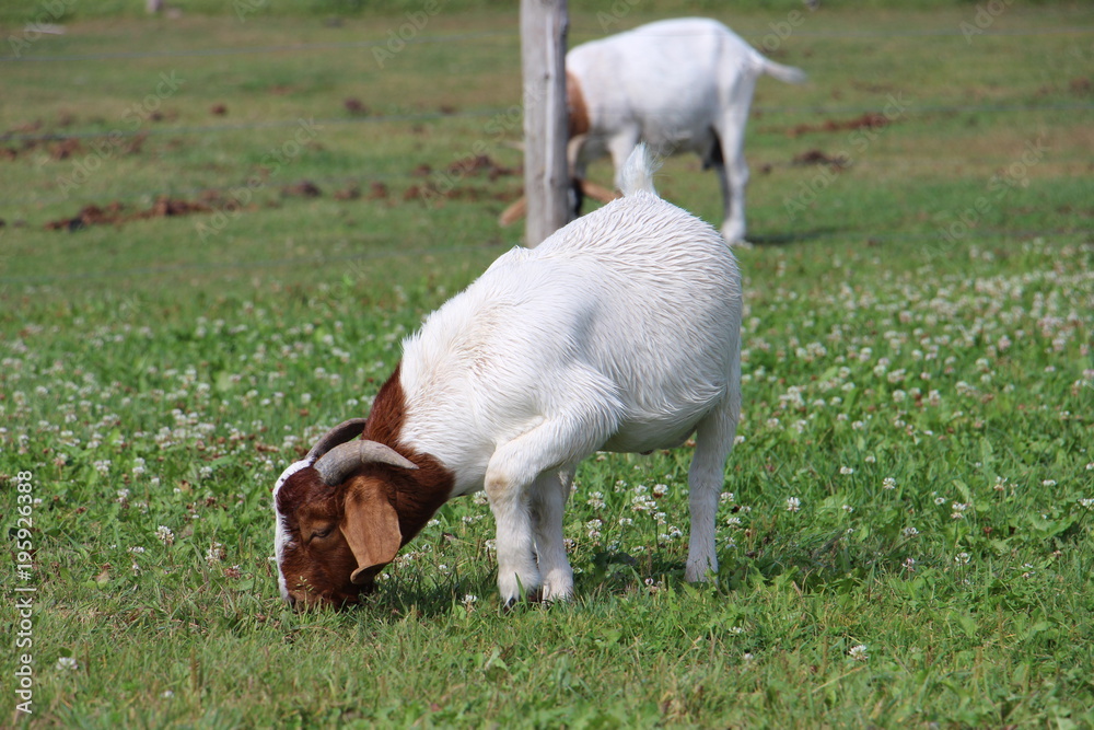 Obraz premium chevre mange