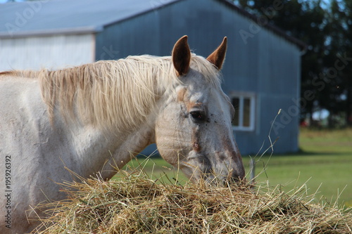 Quadro em tela Cheval tete mange
