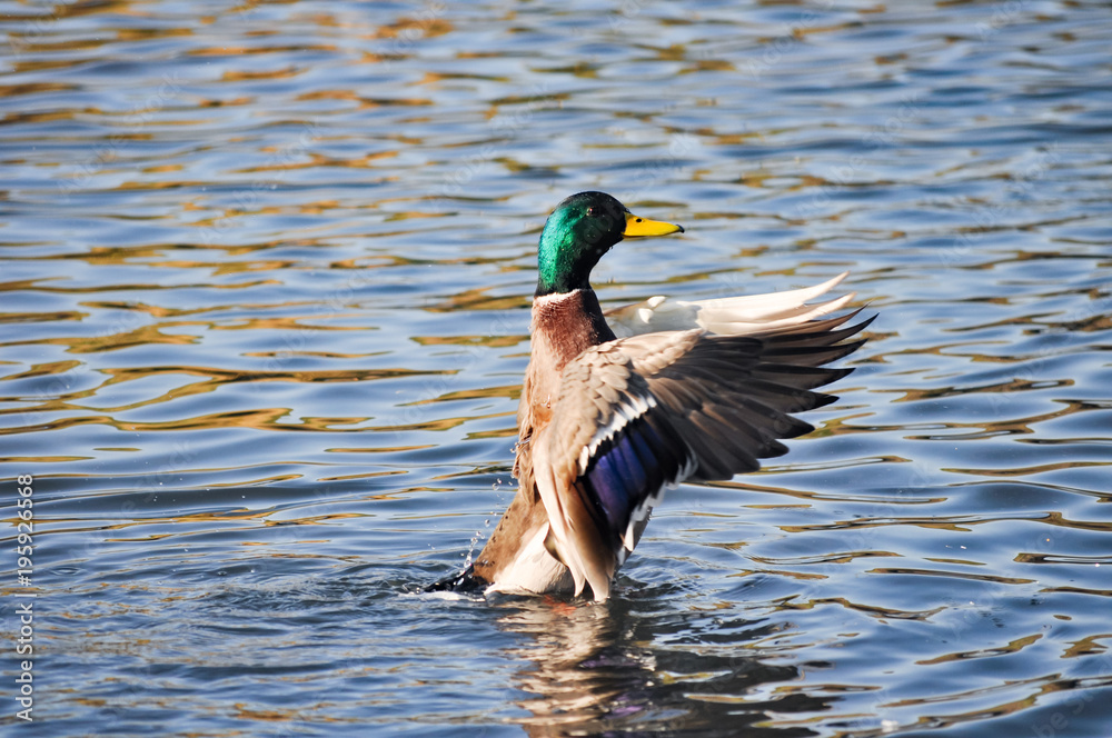 Obraz premium Hand clap