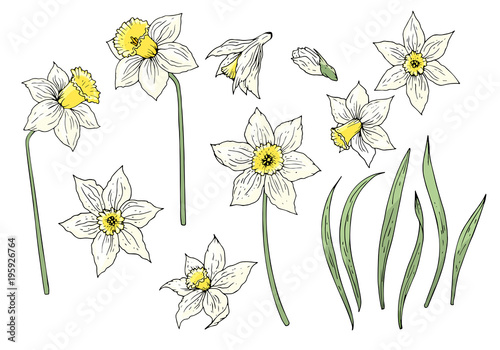 Fototapeta Naklejka Na Ścianę i Meble -  Daffodil flower elements set isolated on white. Hand drawn objects for spring season design