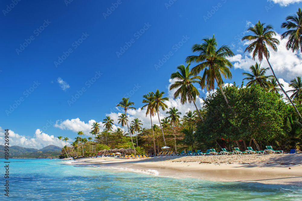 Fototapeta premium perfect empty Caribbean sandy beach with clear water and green palm trees
