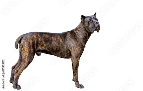 Fototapeta Naklejka Na Ścianę i Meble -  Cane Corso on white.  The Cane Corso on the white background