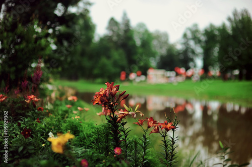 Amazing nature of red flowers flowering under sunlight at the middle of summer or spring day landscape. Natural scenery of flower blooming in the garden with green grass as a background.