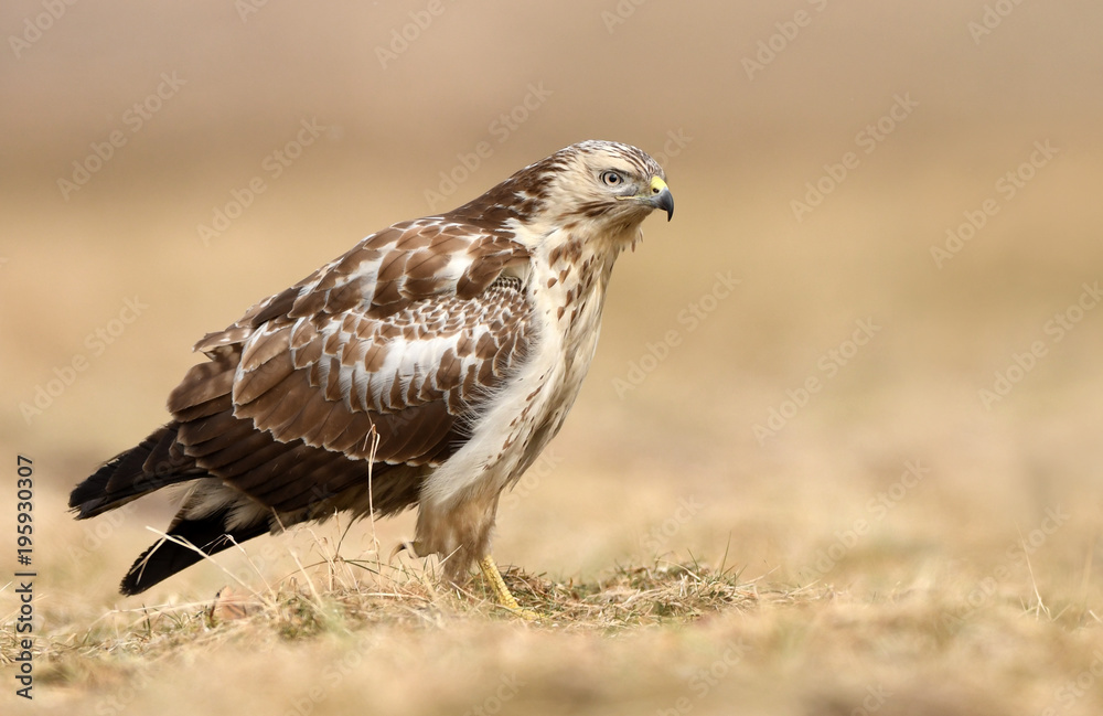 Common buzzard (Buteo buteo) Common buzzard (Buteo buteo)