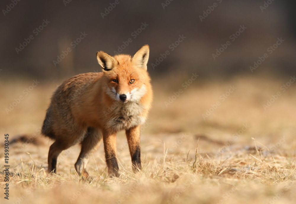 Fox (Vulpes vulpes)