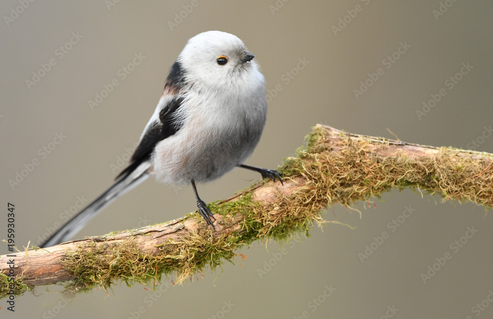 Fototapeta premium Long tailed tit (Aegithalos caudatus)