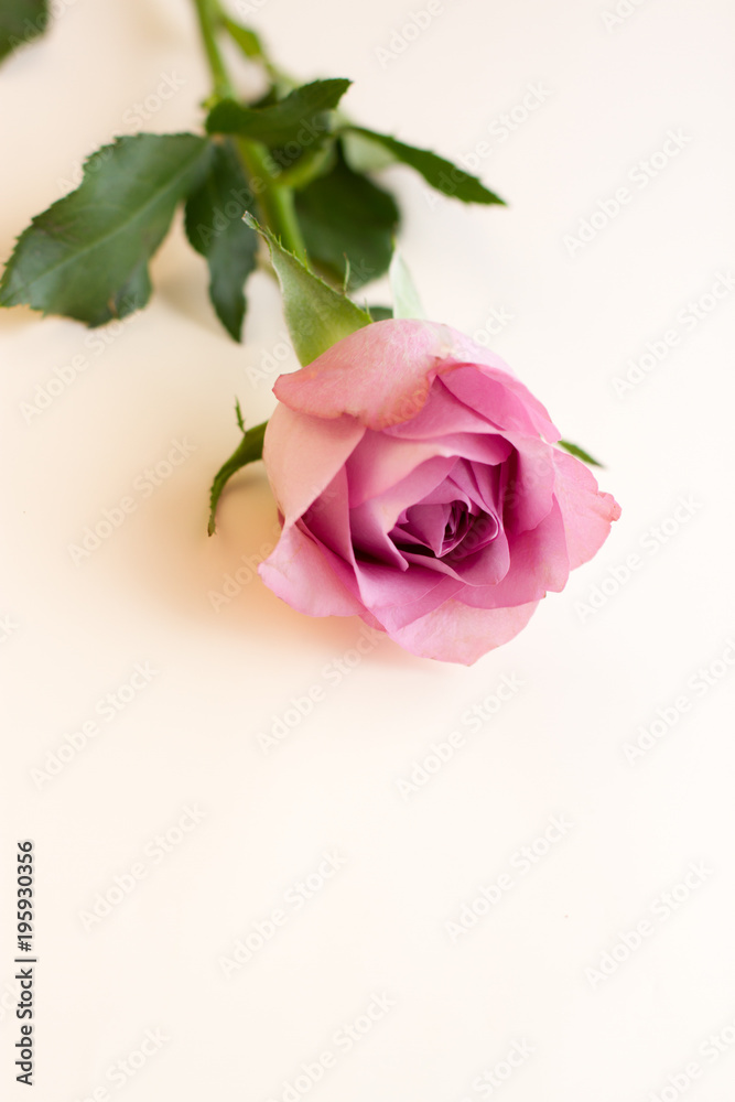 single lilac pion-shaped rose on light background, place for text single lilac pion-shaped rose on light background, place for text