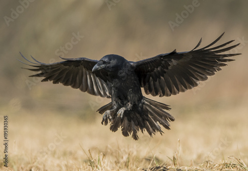 Raven (Corvus corax) © Piotr Krzeslak