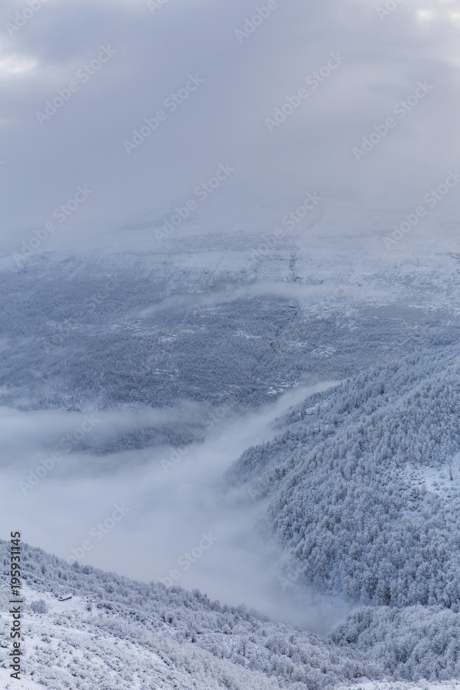 Fototapeta premium Frozen Forest, Mazandaran, Iran