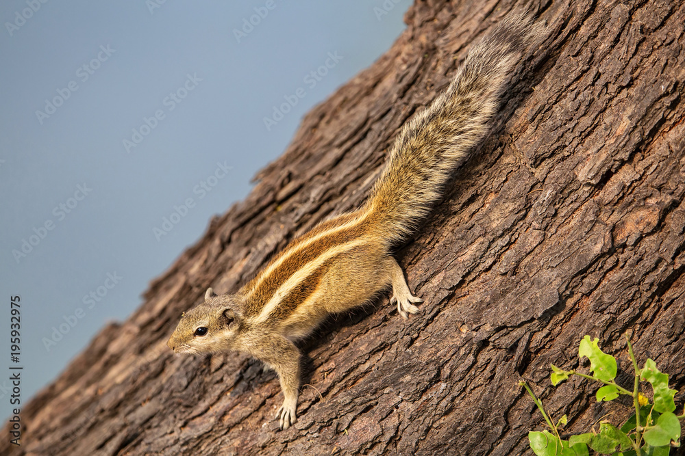 Indian palm squirrel (Funambulus palmarum) sitting on a tree
